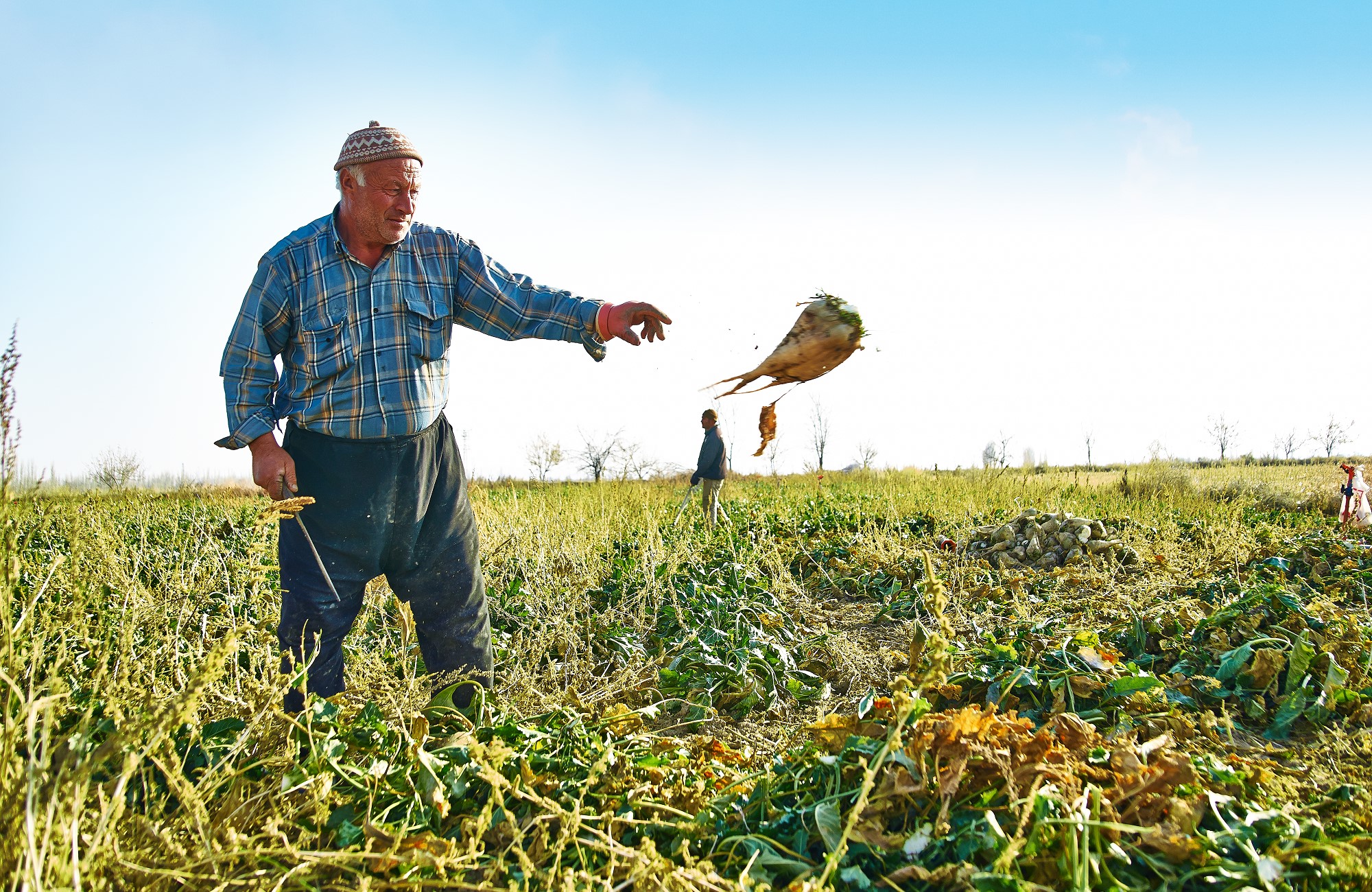 Konya Şeker pancar paralarını ödüyor
