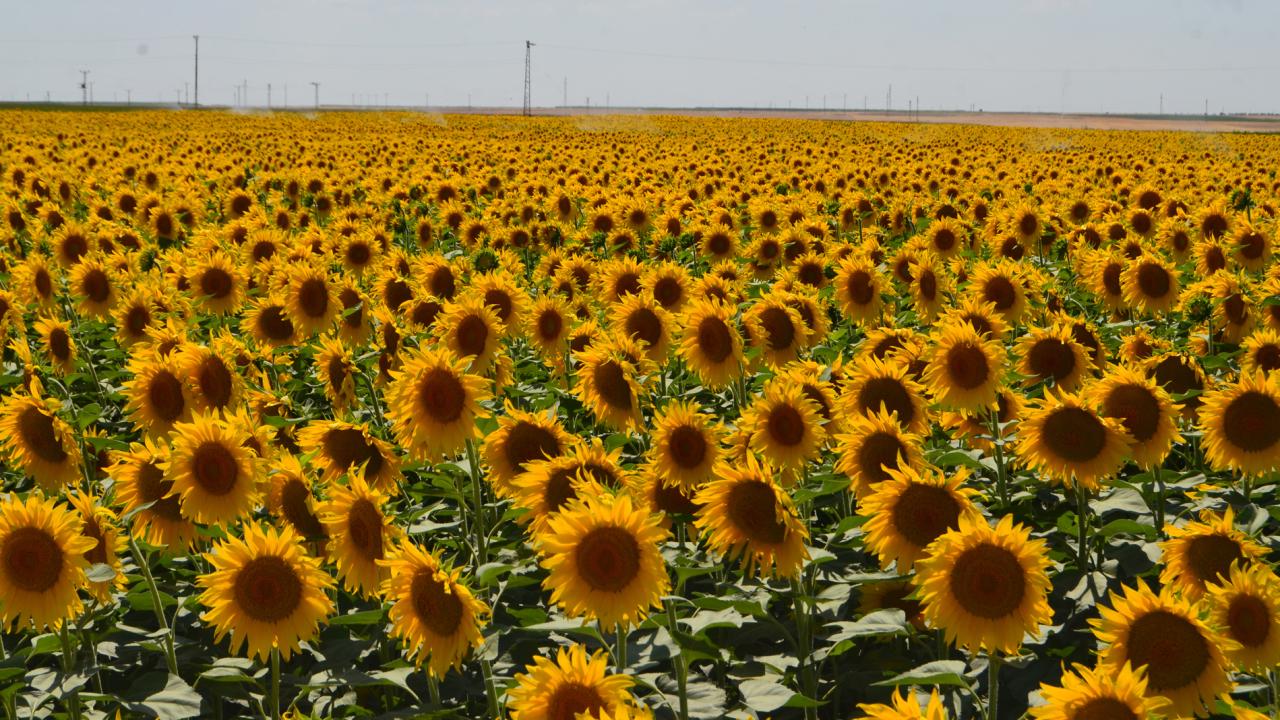 "Ayçiçeğine destekler yükseltilmeli"