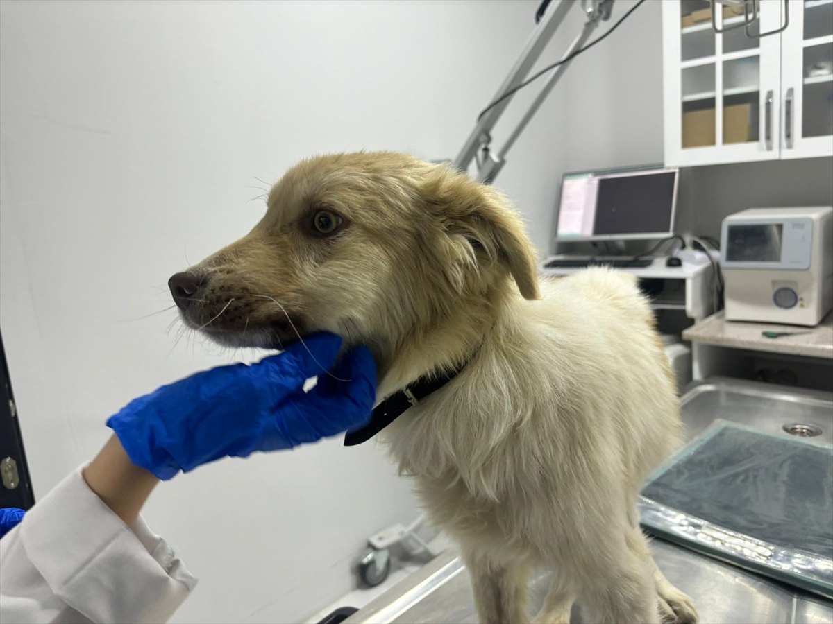 Arabanın çarptığı köpeği tedavi ettirip sahiplendirdi