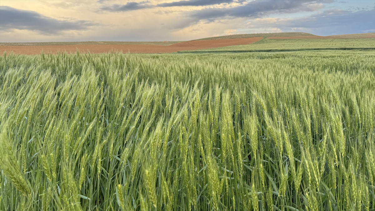 Yağışlar Konya Ovası'na can verdi