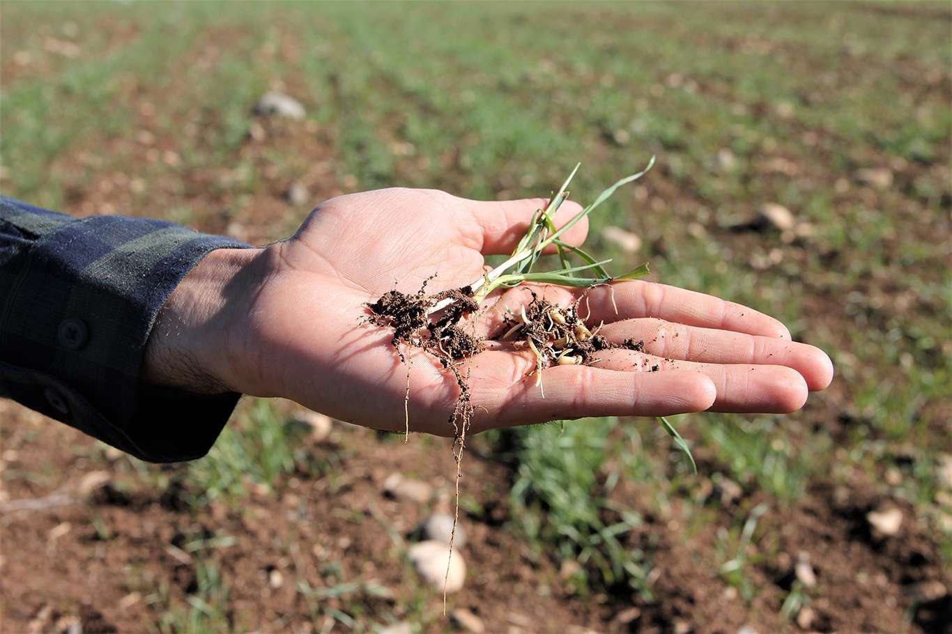 Konya Şeker'den çiftçiye destek
