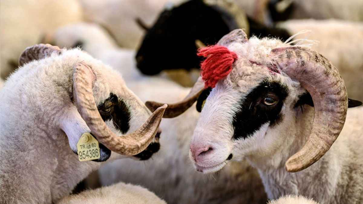 TSK'nın kurban bağış bedeli belli oldu
