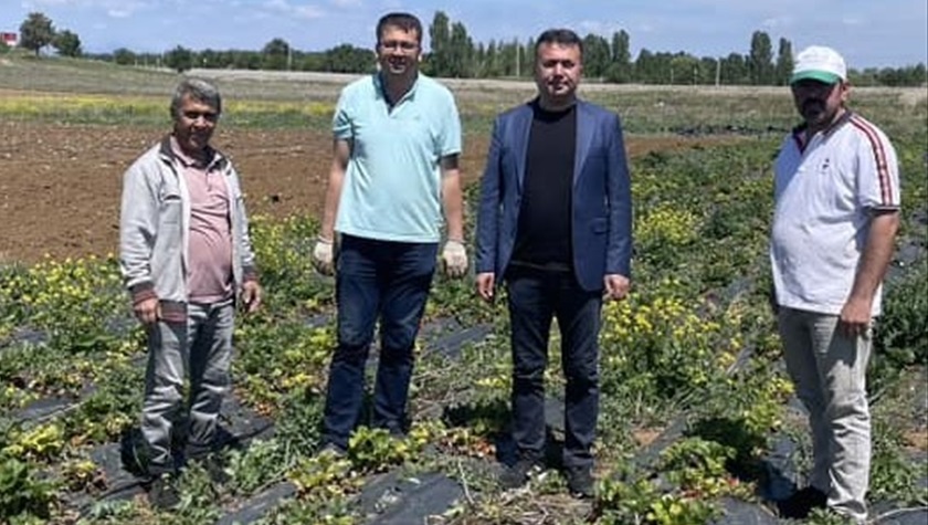 Çilek hasadı başladı