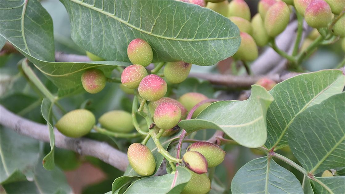 Antep fıstığında beklenti yüksek