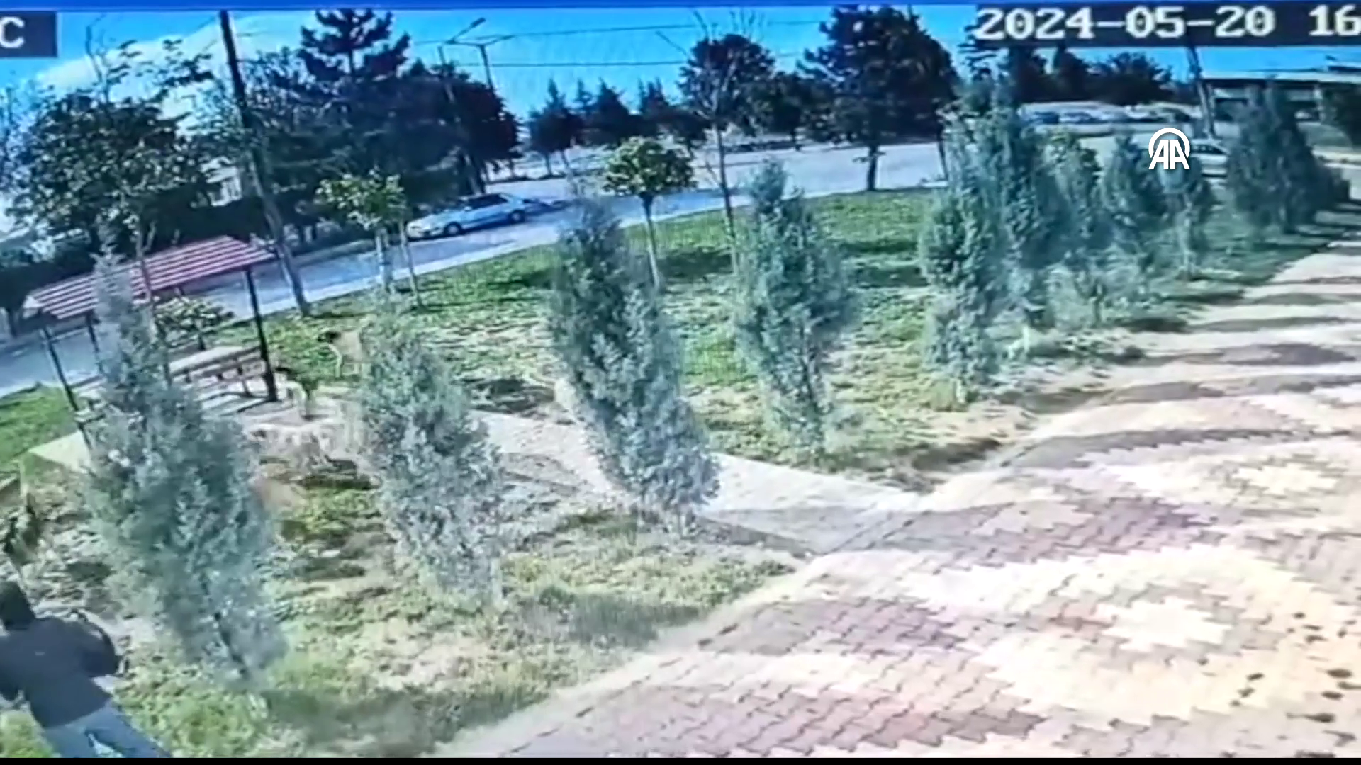 Onlarca köpeğin arasında kaldı