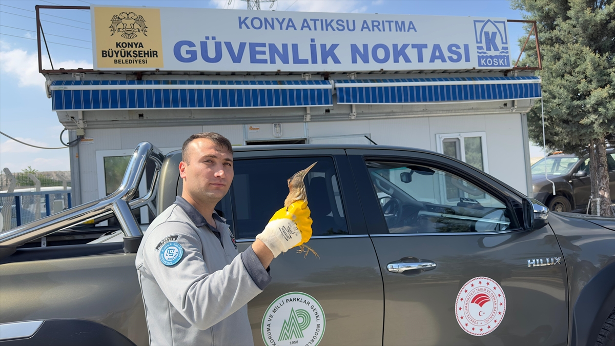 Yaralı bulunan kuş koruma altına alındı