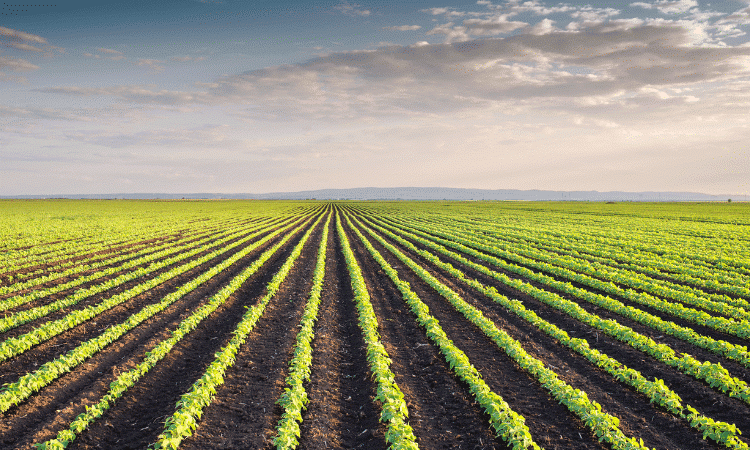 Tarla ürünlerinde azalma bekleniyor