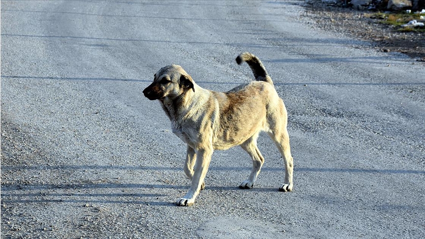 Başıboş köpekler 3 bin kazaya sebep oldu