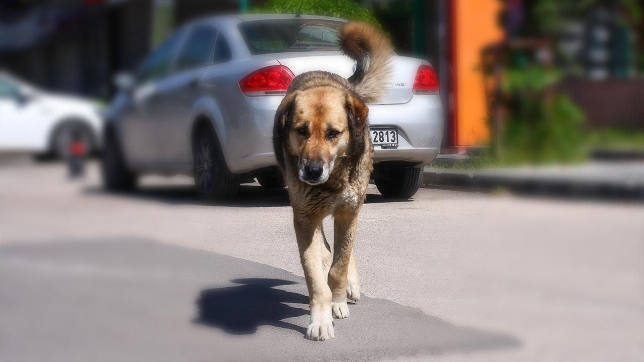 Başıboş sokak köpekleri için formül ne olacak?
