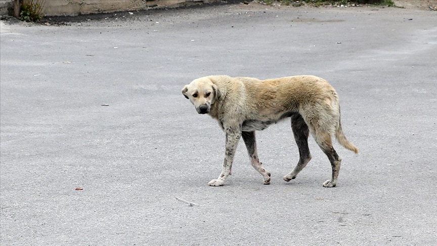 60 yaşındaki kadına sahipsiz köpekler saldırdı
