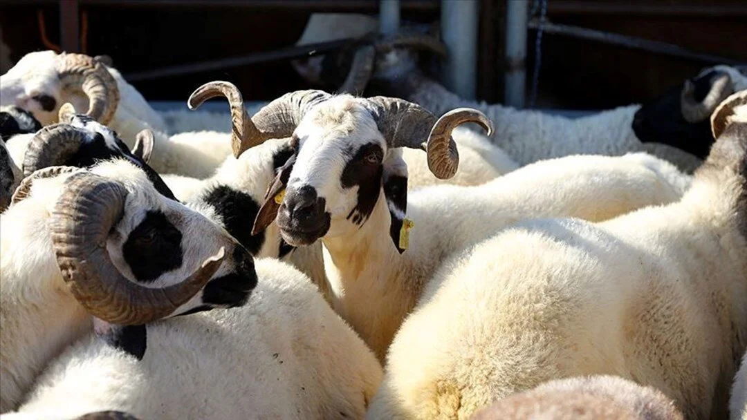 Kurban kesimiyle ilgili doğru bilinen yanlışlar