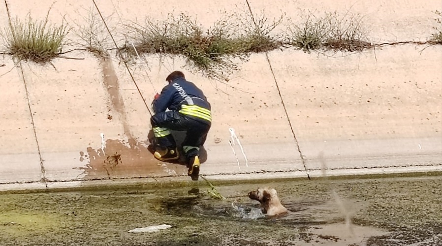 İtfaiye kanala düşen köpeği kurtardı