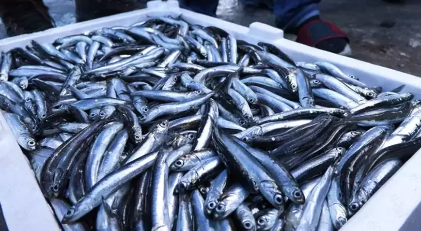 Son 10 yılda en fazla hamsi avlandı