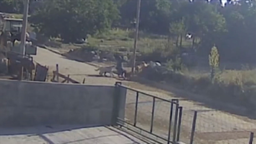 Sahipsiz köpeklerin saldırısına uğrayan kişi yaralandı