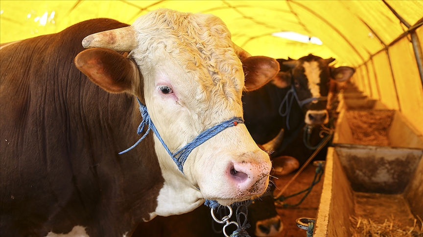 Yüksek fiyatlar dikkat çekiyor