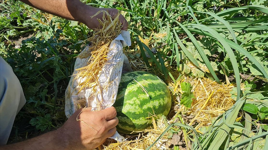 Gazete sayfaları artık karpuzları koruyor