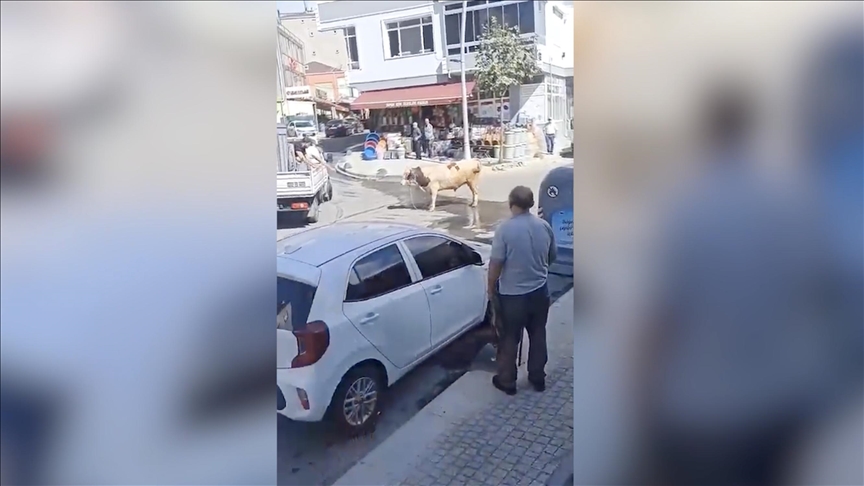 Sahibinden kaçan boğa yakalandı
