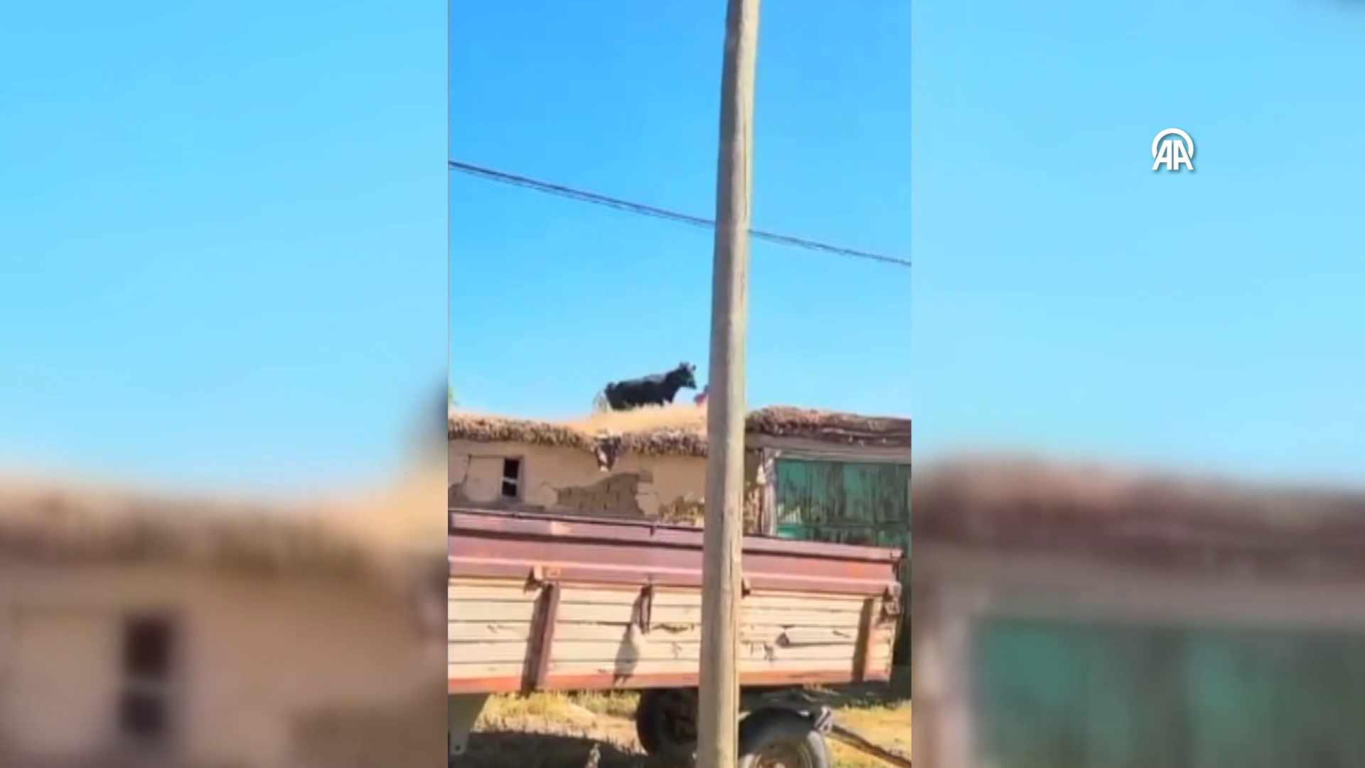 Çatıya çıkan boğa güçlükle yakalandı