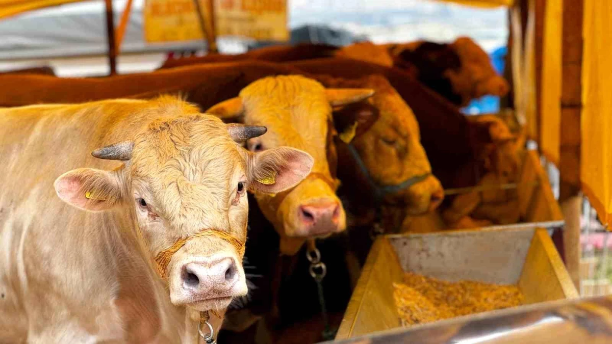 Satılmayan hayvanları ESK satın alacak