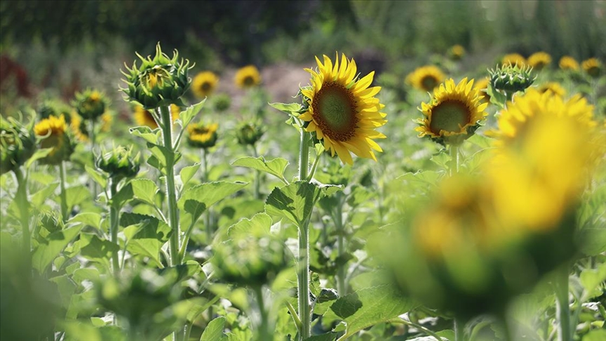 Ayçiçeği üreticisi yağmur bekliyor