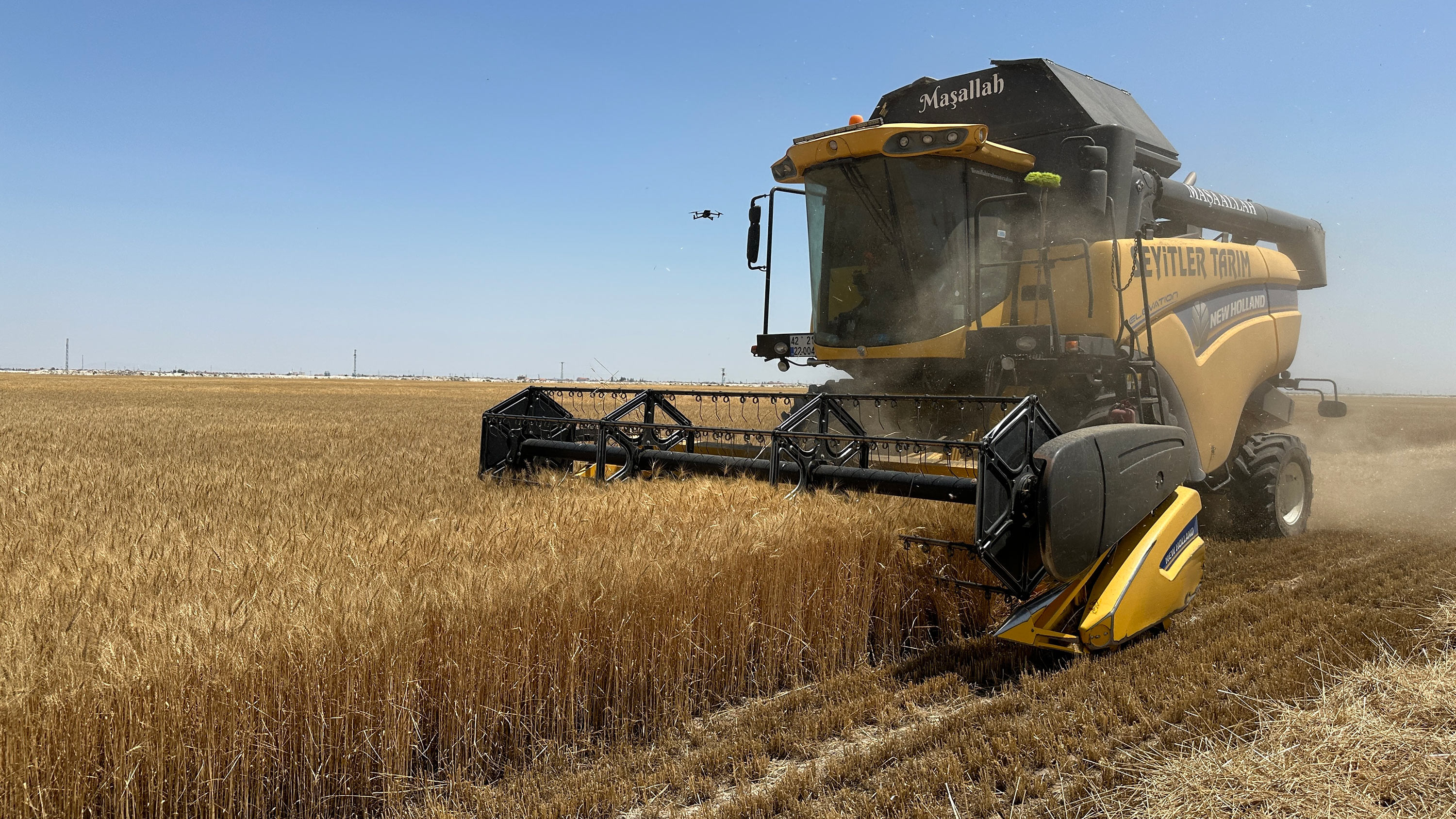 Susuz tarımla ekilen buğdayın hasadı yapıldı