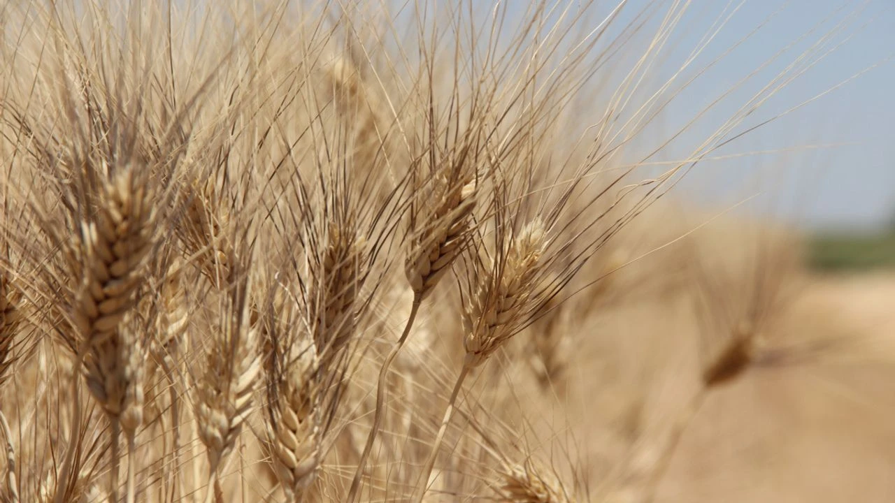 Yağışlar azaldı rekolte düştü