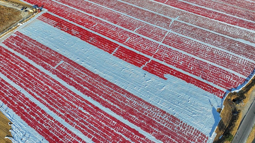 Bu yıl domatesler erken kuruyacak