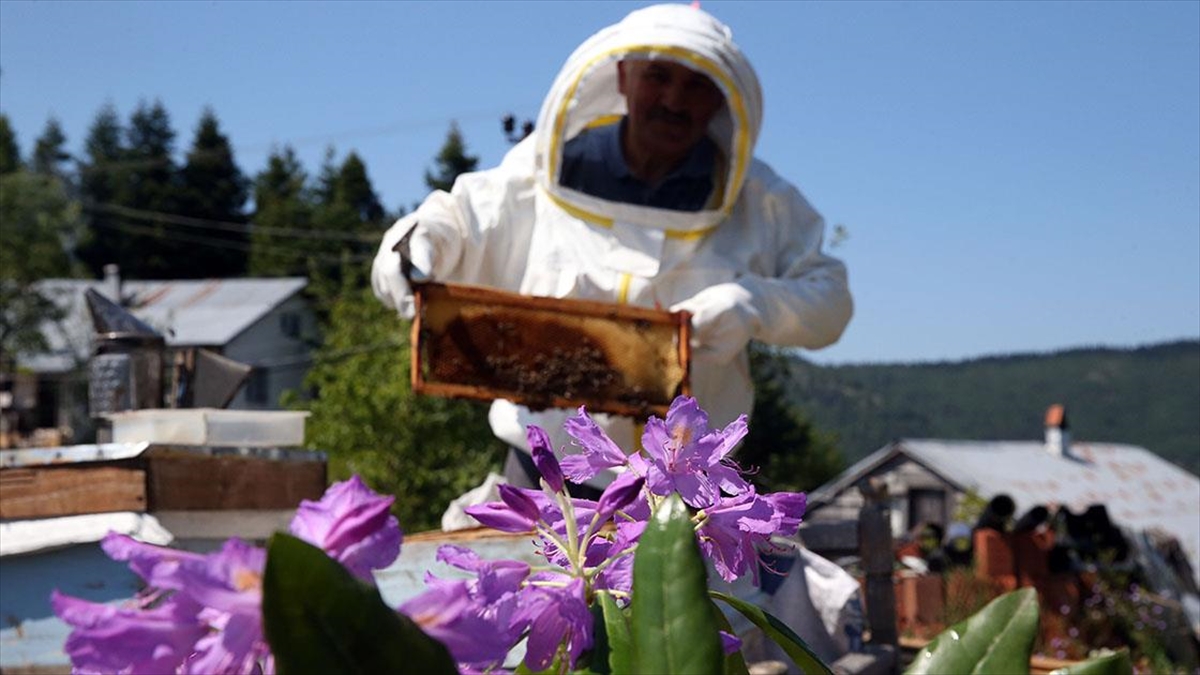 "Deli bal"ın üretim sezonu başladı