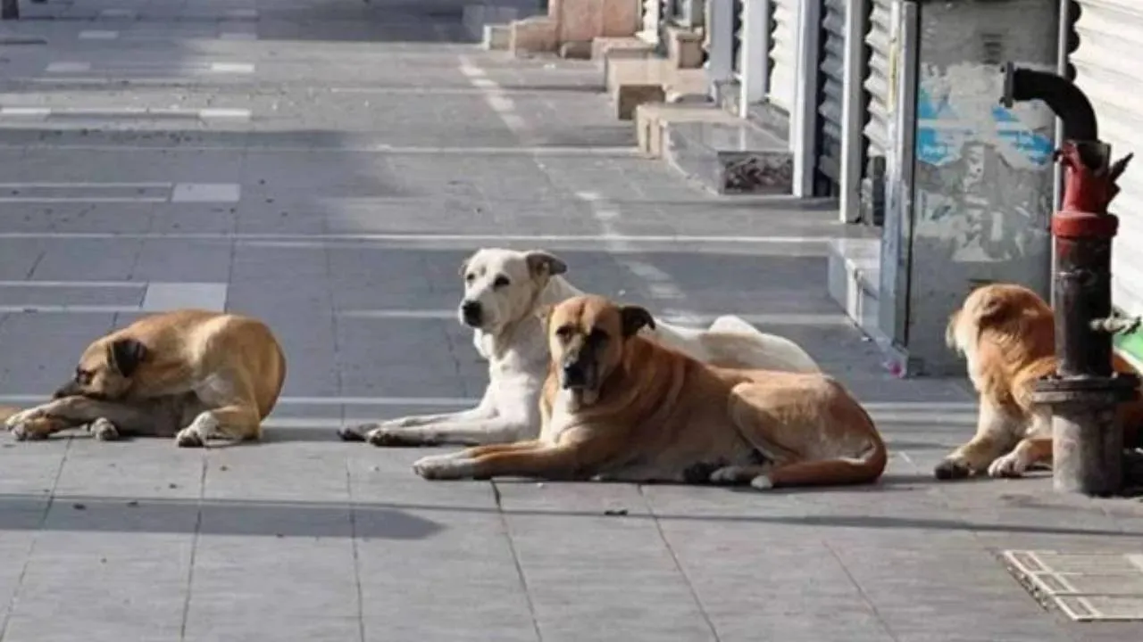 "İvedilikle tedbir alınmalı"