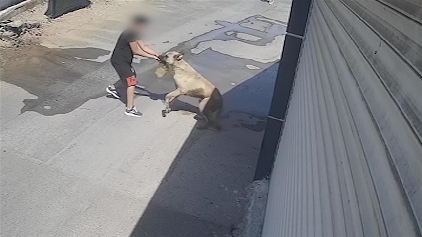 Beslemeye çalıştığı köpek elini ısırdı