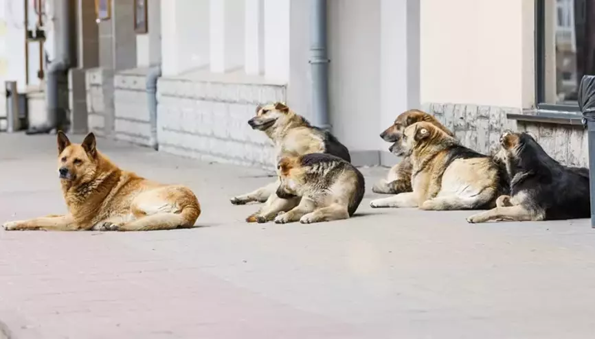 "Ötanazi" kelimesi tekliften çıkarıldı