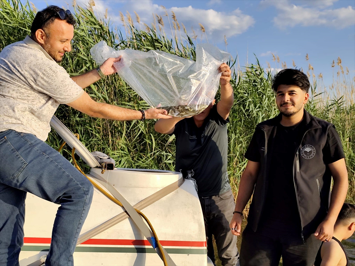 2,5 milyon yavru sazan göle salındı