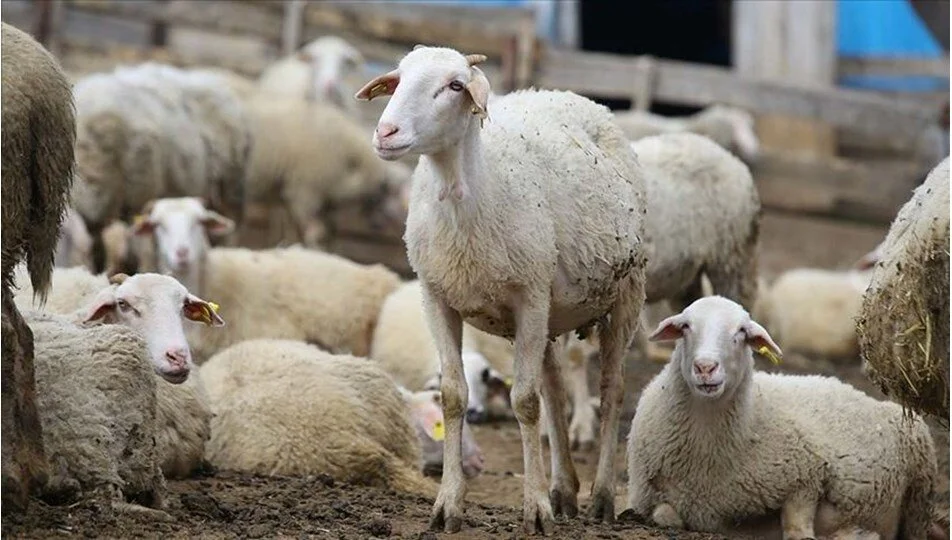 Hayvancılık destekleri belli oldu