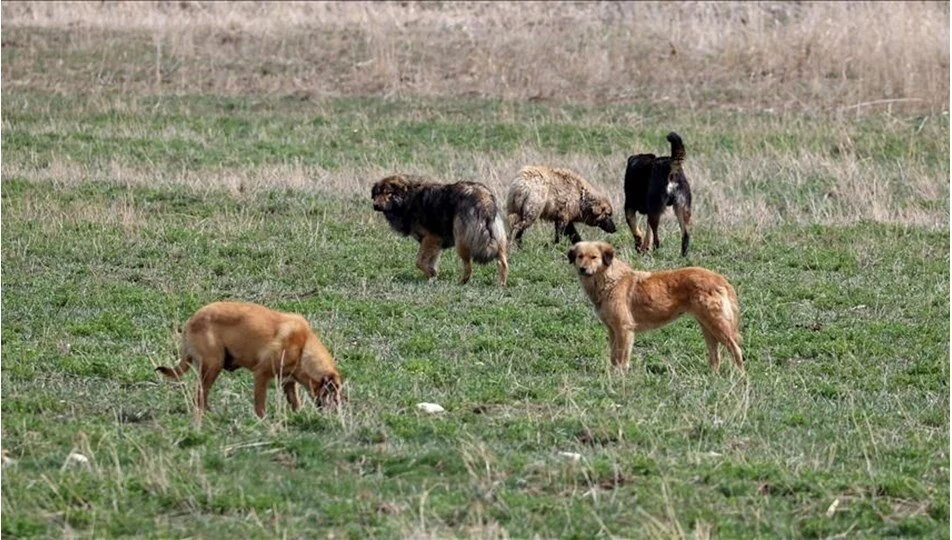 İşte düzenlemenin detayları