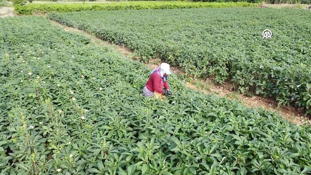 Konya düğünlerinin vazgeçilmezi bamyada hasat başladı