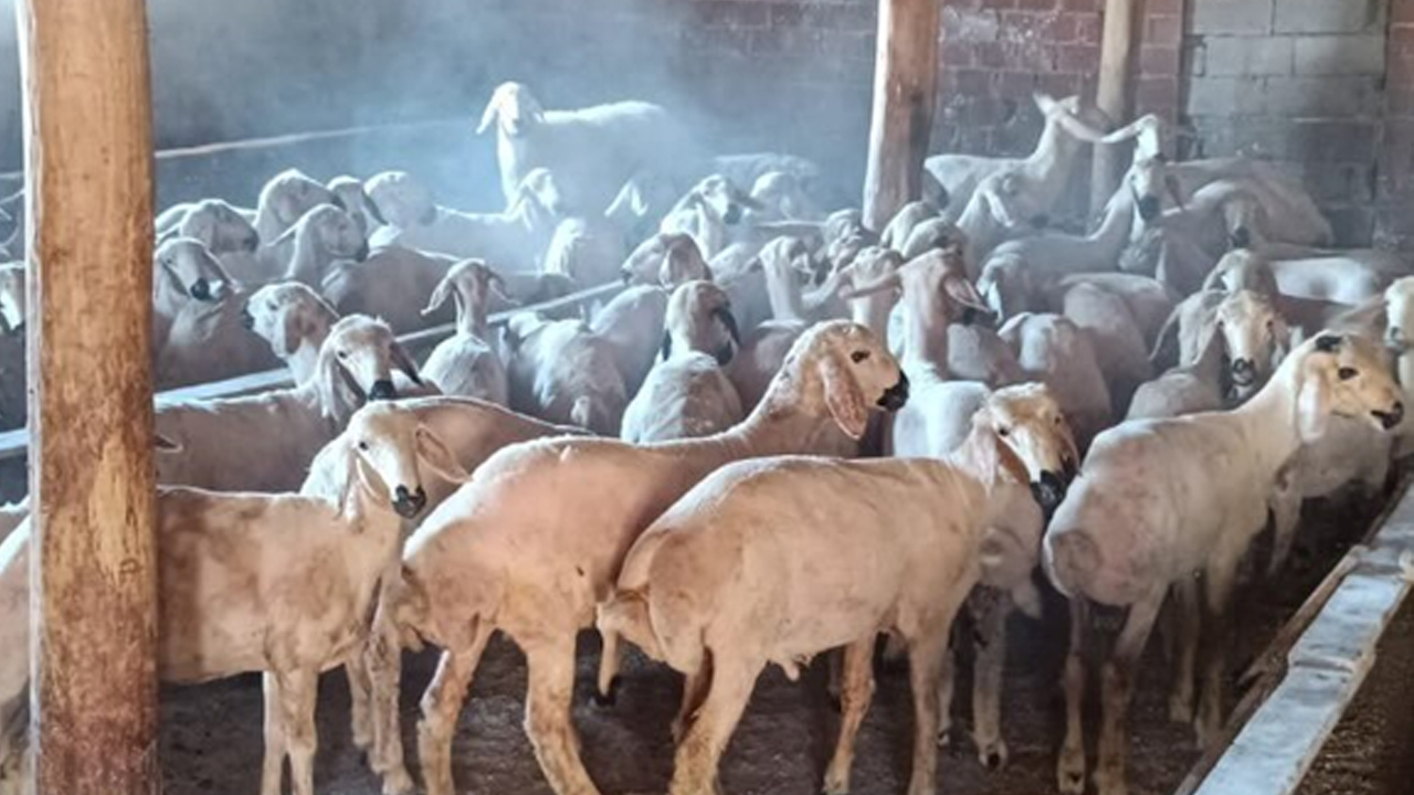 Konya'da hayvan hırsızlığına tutuklama