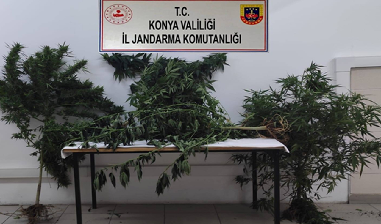 Konya'da kenevir operasyonu