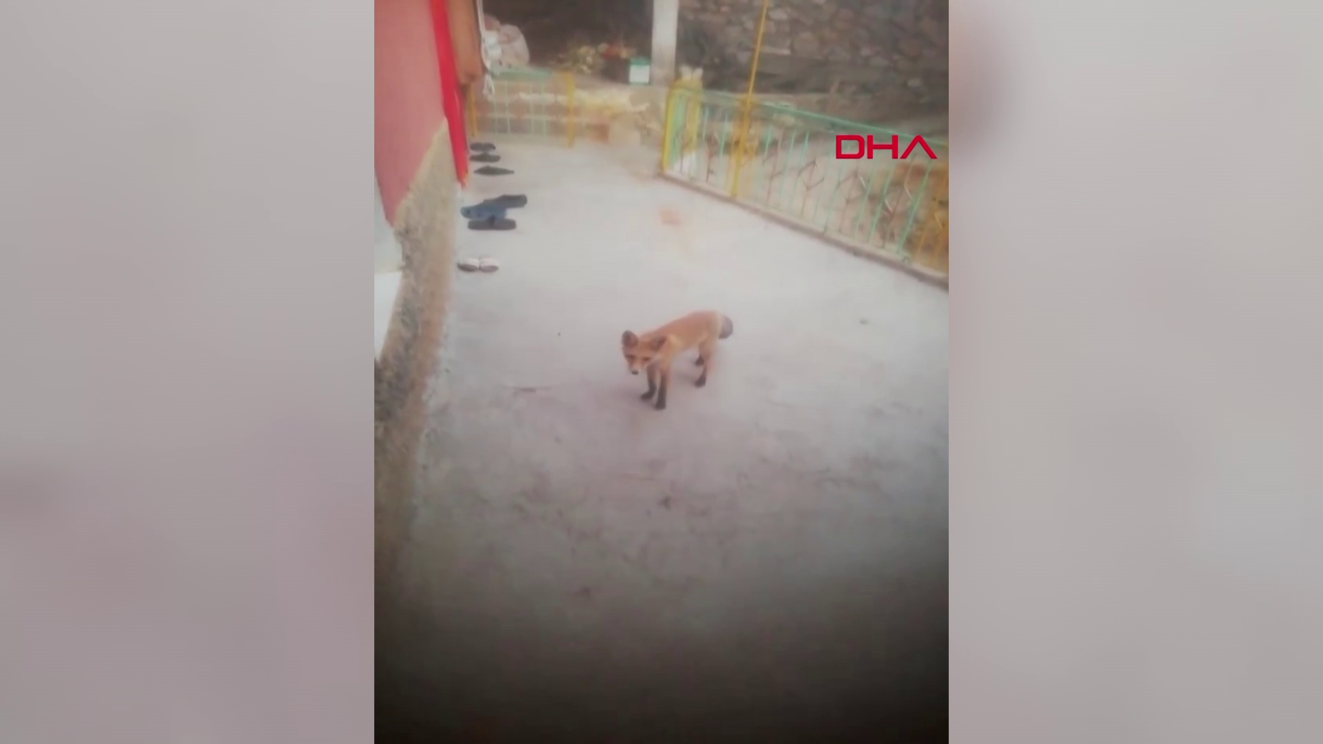 Hırsız tilki çıktı