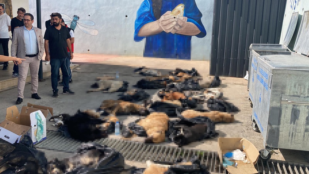 45 hayvanın iğneyle öldürüldüğü iddiası