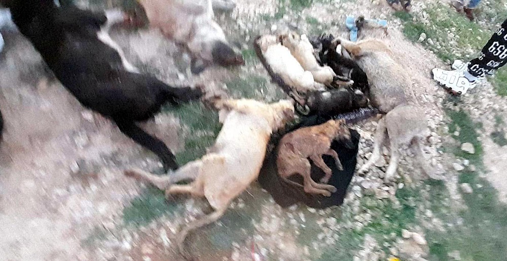 Barınakta 17 kedi ve köpek öldü