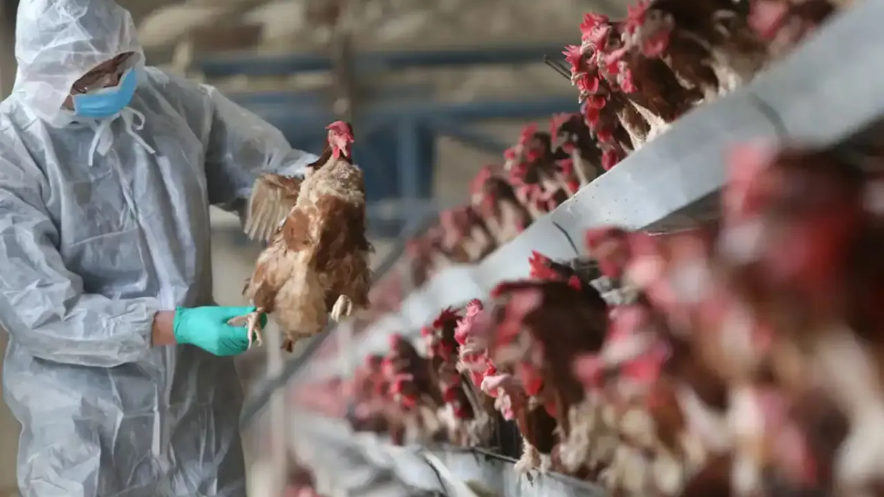 Kuş gribinde insanlar için tehlike var mı?