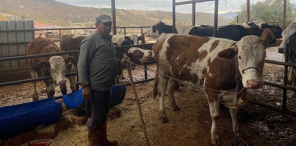 Çiftlikten kaçan inek 42 gün sonra bulundu