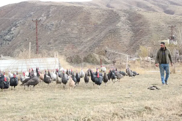 Yılbaşı öncesi hindiler satışa çıktı