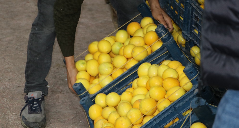 Limonda hal-market makası 10 katı aştı