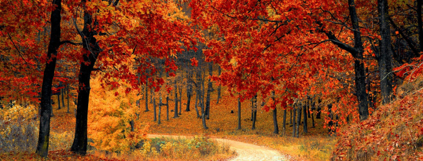 Sonbaharda alerji belirtileri neden artar?