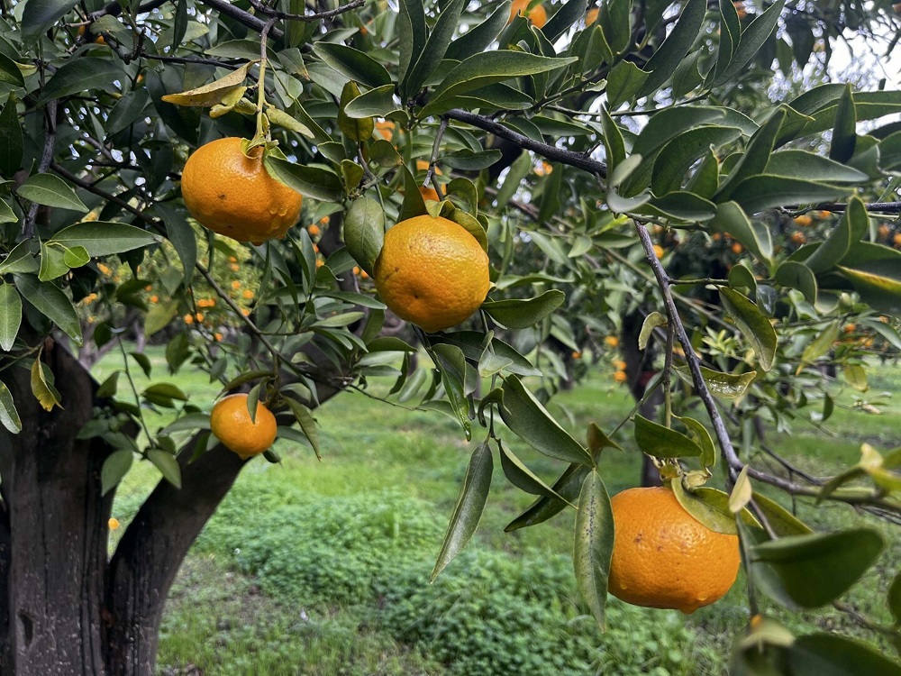 Bahçede 10 pazarda 50 liraya satılıyor