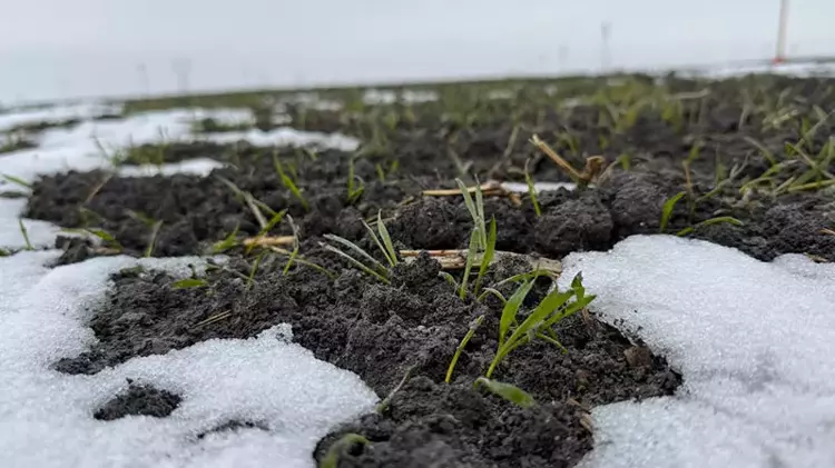 Yağışlar Konya'lı çiftçiyi sevindirdi