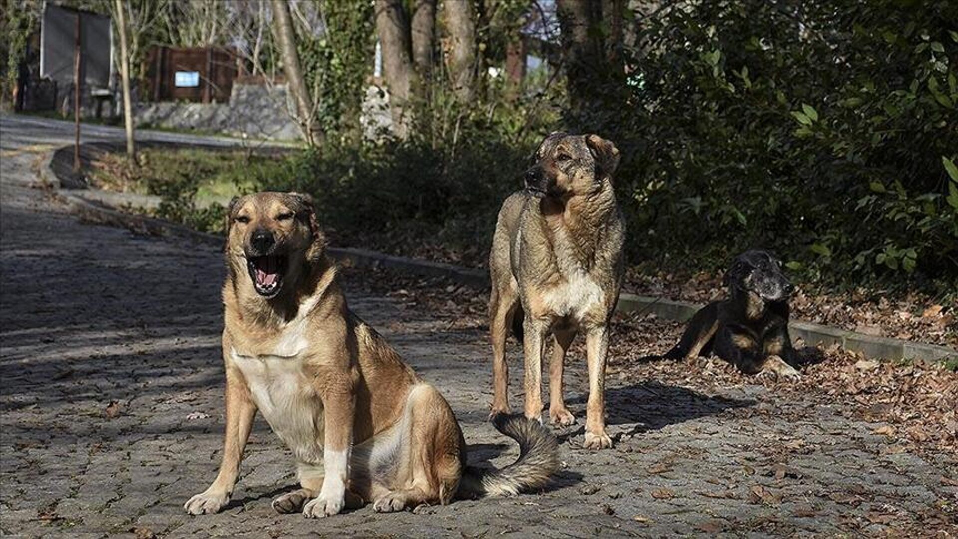 Sahipsiz köpek başına 70 bin lira ceza