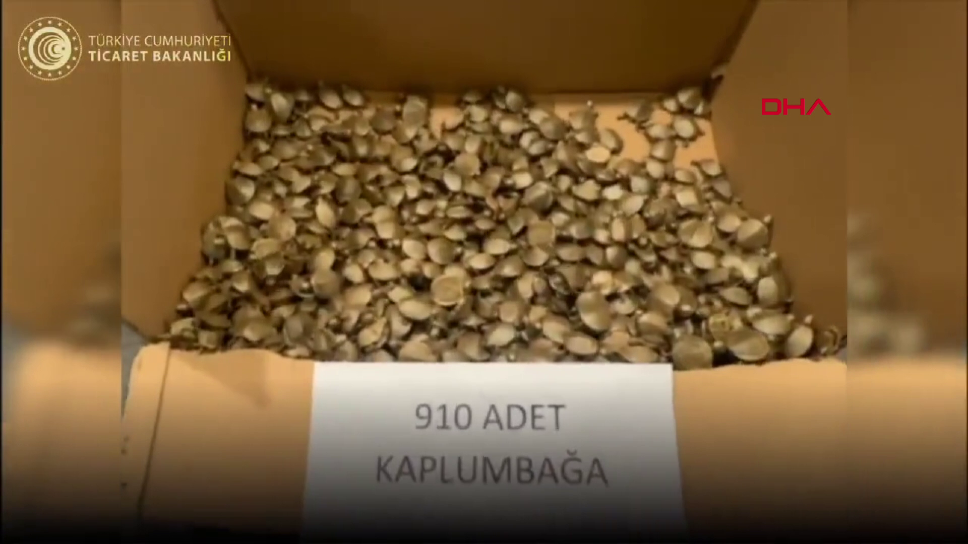Gümrük kapısında su kaplumbağası ele geçirildi