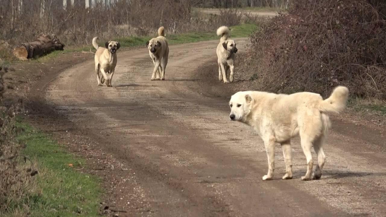 Sokakta sahipsiz köpek kalmayacak